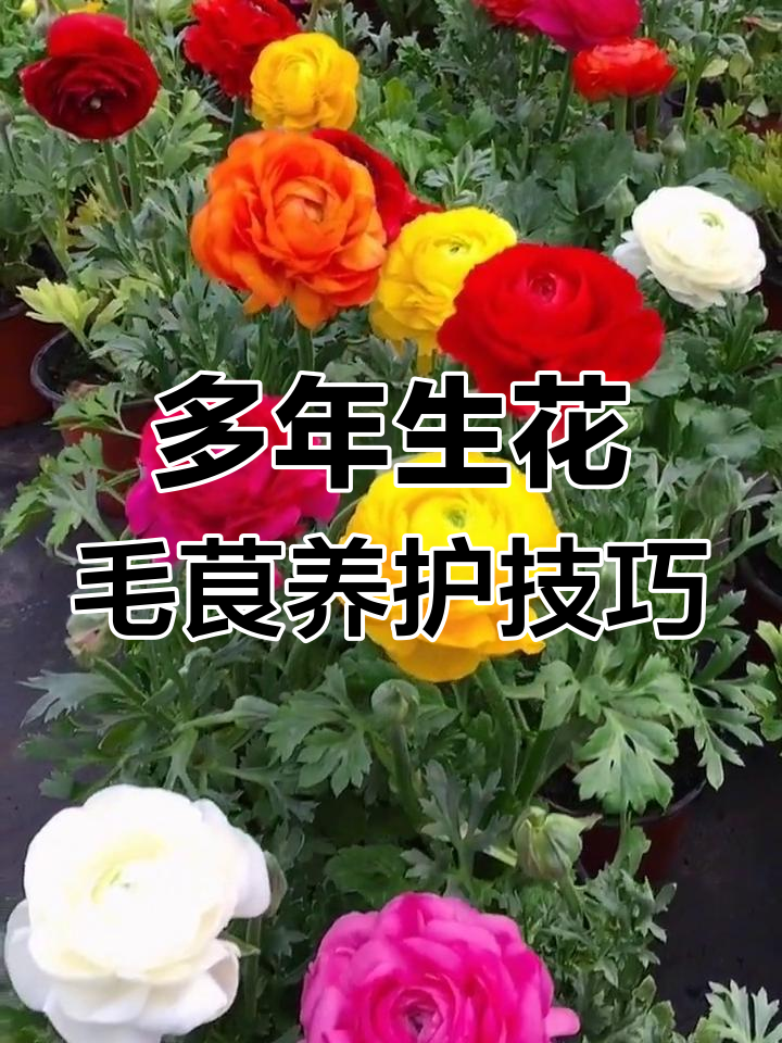 花毛茛:从芹菜叶到牡丹花的转变,冷凉气候下的美丽绽放