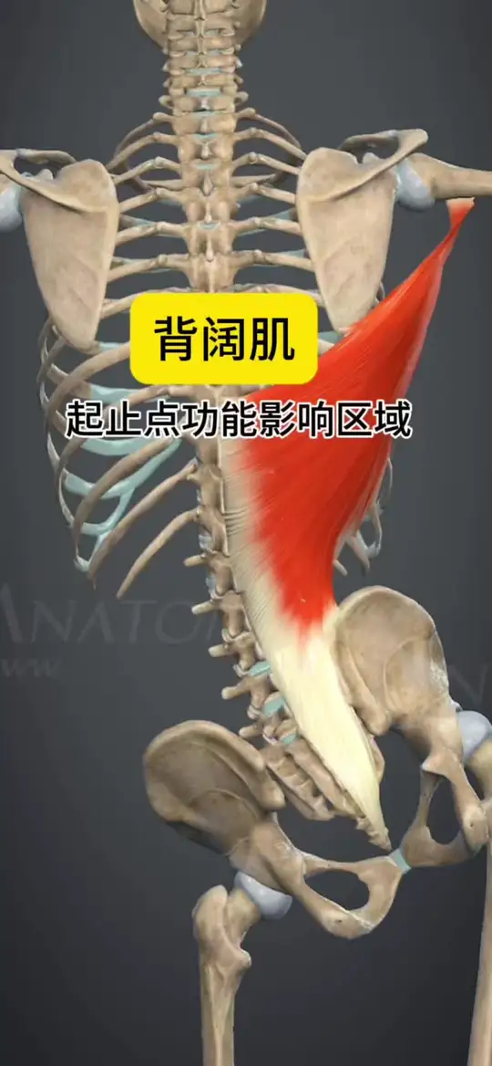 每天学习人体结构和运动解剖，开启肌肉开关！