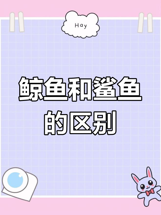 鲸鱼与鲨鱼的差异揭秘