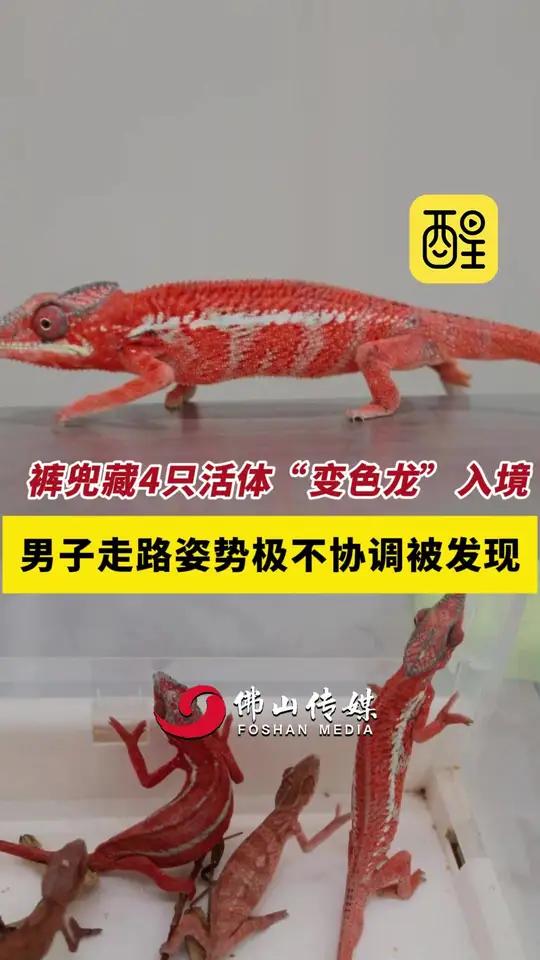 近日,深圳皇岗男子裤兜藏4只活体“变色龙”入境广东,因走路姿势极不协调被发现。(编辑:李文
