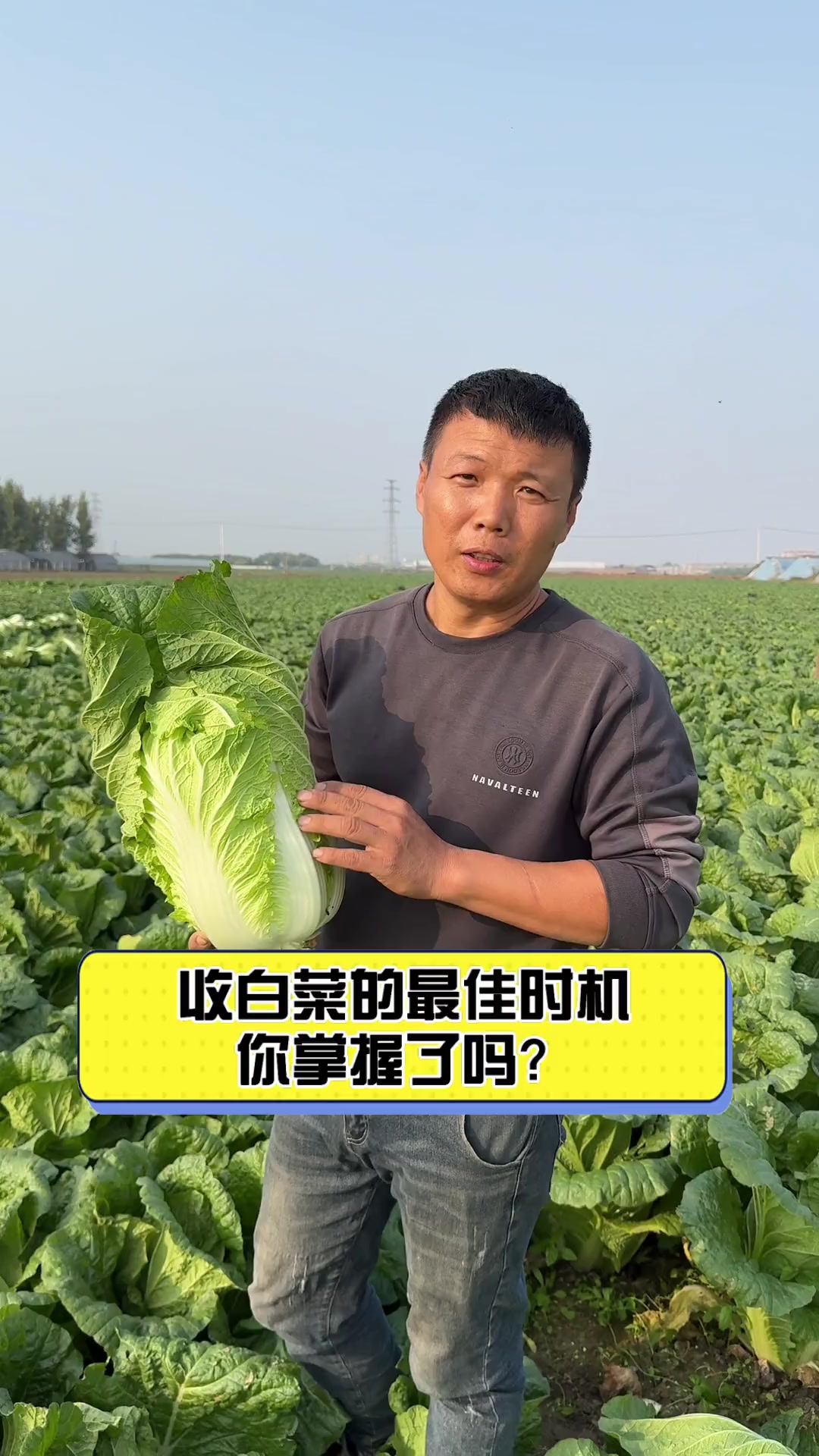 收白菜的最佳时机,你掌握了吗?