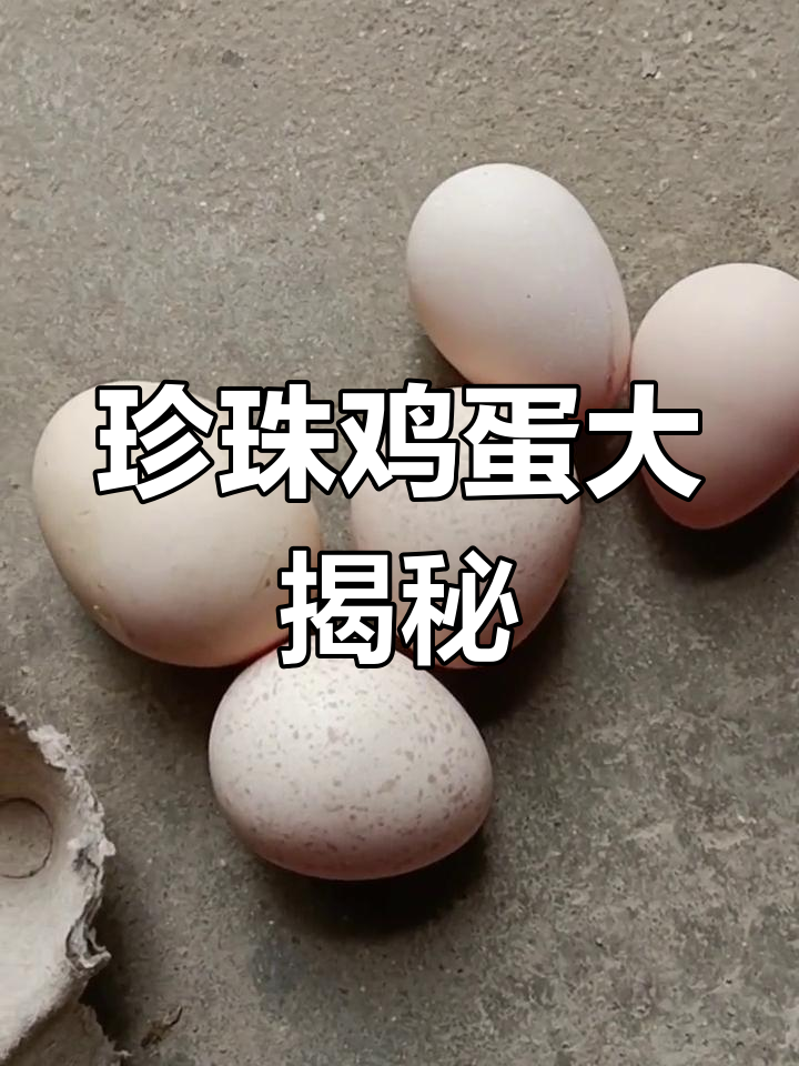 珍珠鸡首次下蛋,大小对比惊人!
