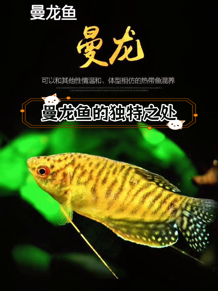 曼龙鱼:蓝黄双色,繁殖力强