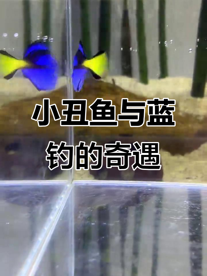 小丑鱼兄弟与多利的奇妙相遇,海水鱼的魅力让人惊艳