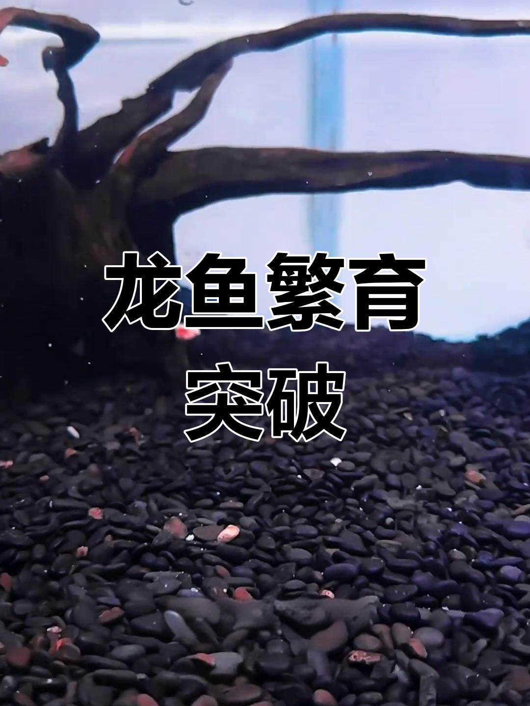 龙鱼苗孵化成功,繁殖进入新阶段!