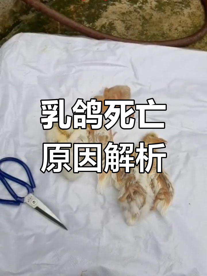 乳鸽伤亡原因分析:下门氏菌、霉菌与呼吸道疾病