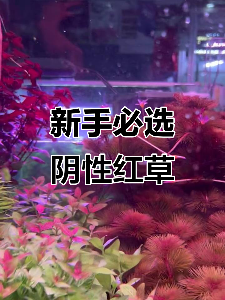 适合新手养殖的红色水草,红丝青叶轻松打造美丽鱼缸