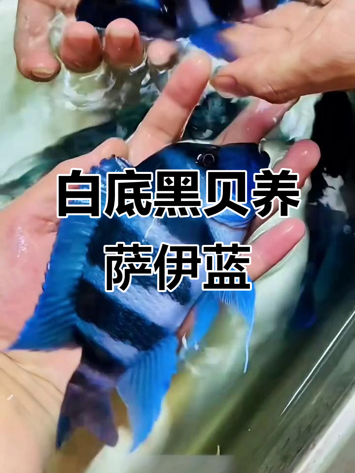 萨伊蓝六间鱼缸造景,白底黑贝搭配最合适