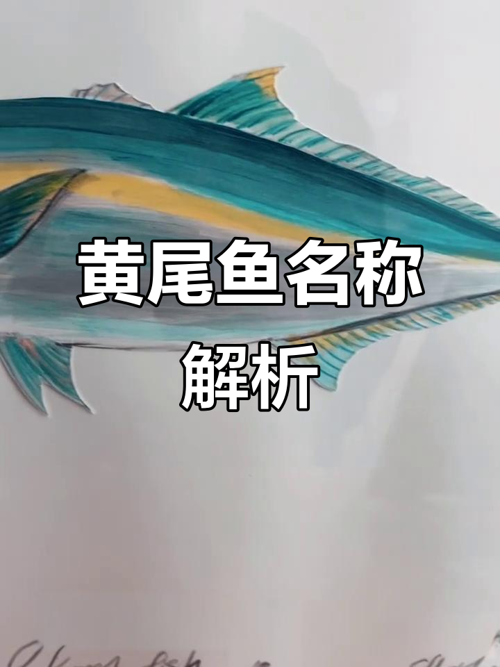 黄尾鱼,日本鰤鱼的别称,台湾称为油甘