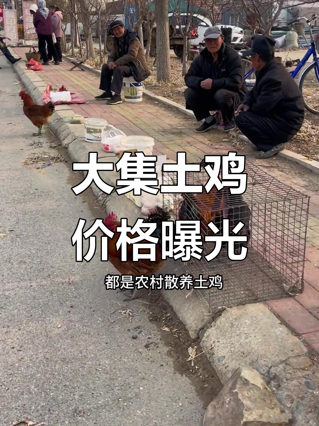 农村大集土鸡价格揭秘,十一斤重的大公鸡到底值多少钱?