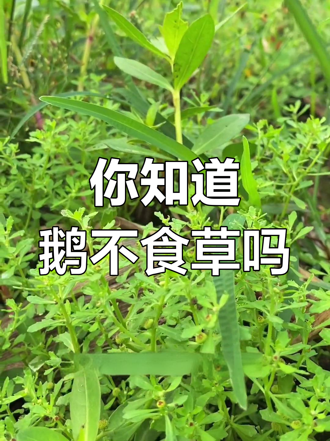 农村常见鹅不食草,你家乡有吗?