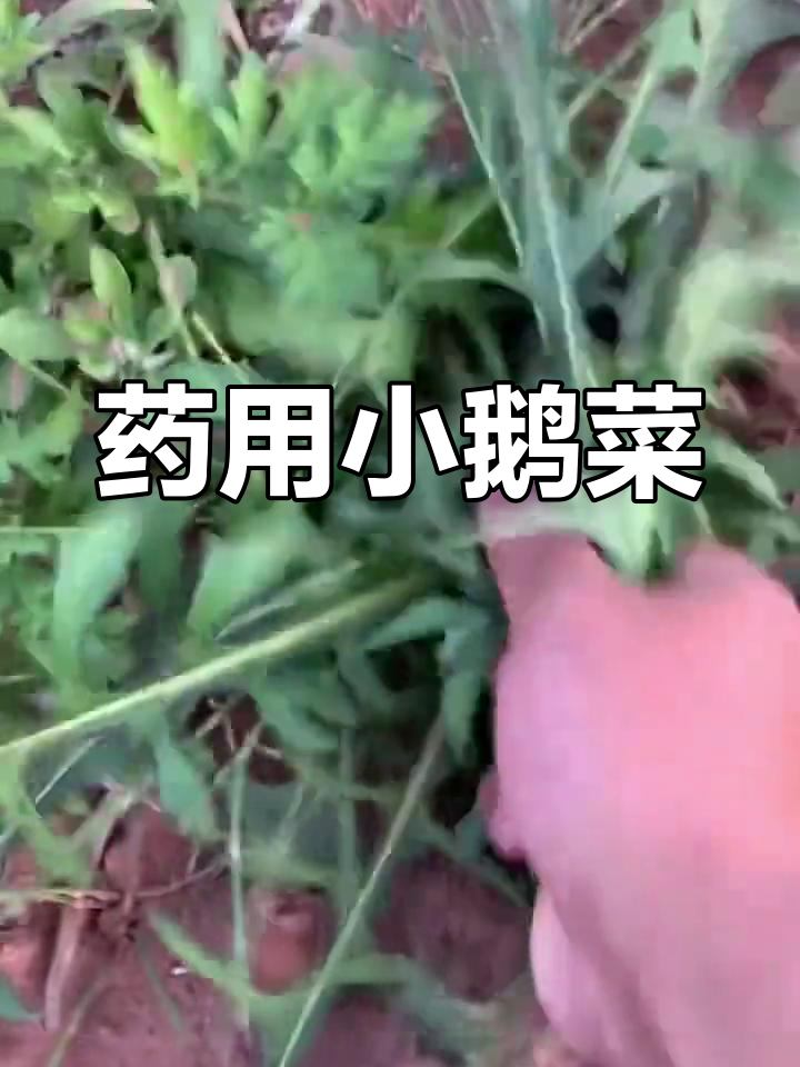 小鹅菜:一种药用植物,了解它的功效与作用