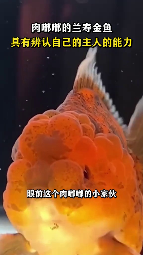 肉嘟嘟的兰寿金鱼,具有辨认自己的主人的能力!