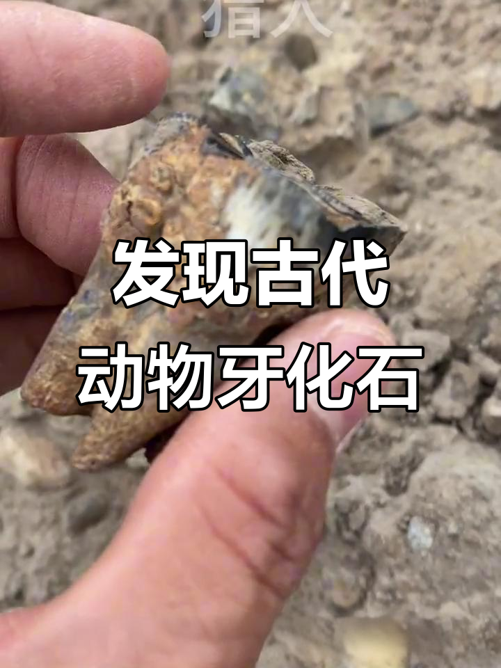户外捡石发现食草动物头角牙齿化石,揭秘古生物遗迹