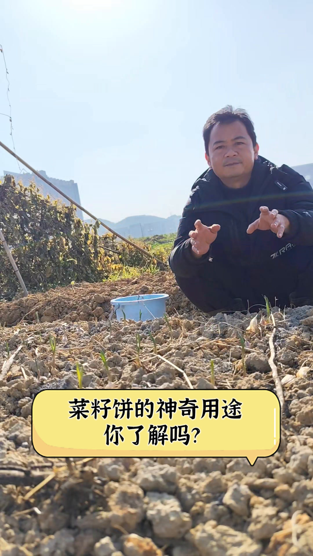 菜籽饼的神奇用途,你了解吗?