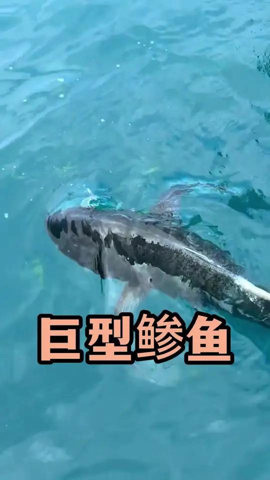 钓鱼佬的福音——巨型鲹鱼
