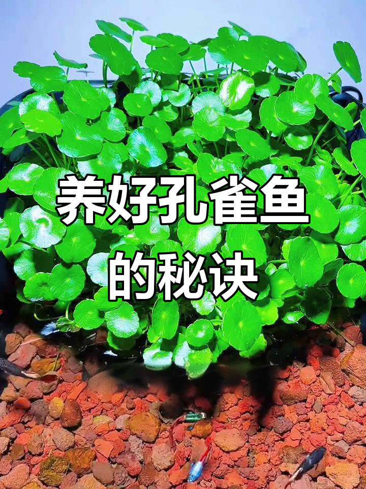 火山石与铜钱草搭配，孔雀鱼轻松养不死