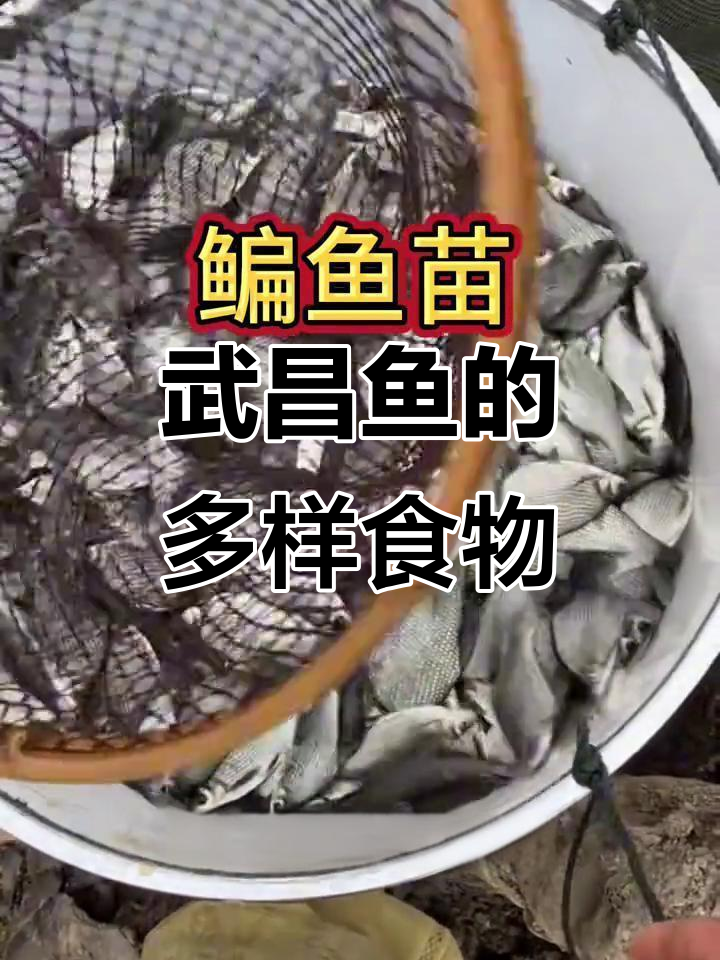 武昌鱼杂食性强,水草、饲料都能吃,养殖轻松又适合套养