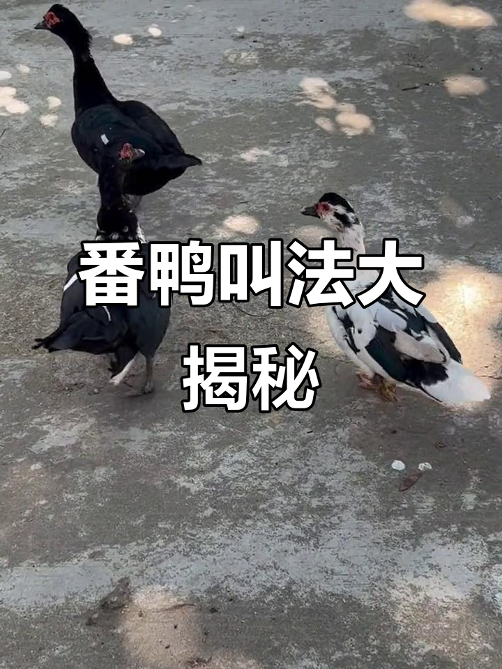 番鸭的独特叫声,呱呱咚中响彻天际