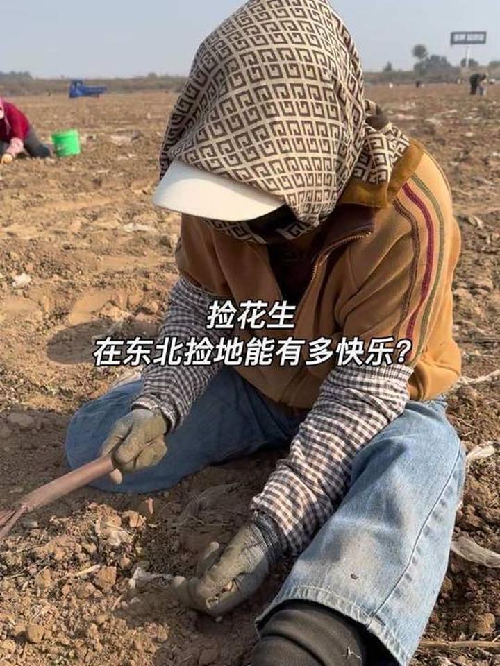 体验东北捡花生快乐，两桶收获超有成就感！