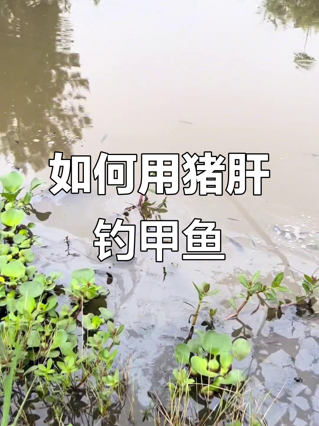 甲鱼捕捉技巧大揭秘,专业工具教你轻松抓捕