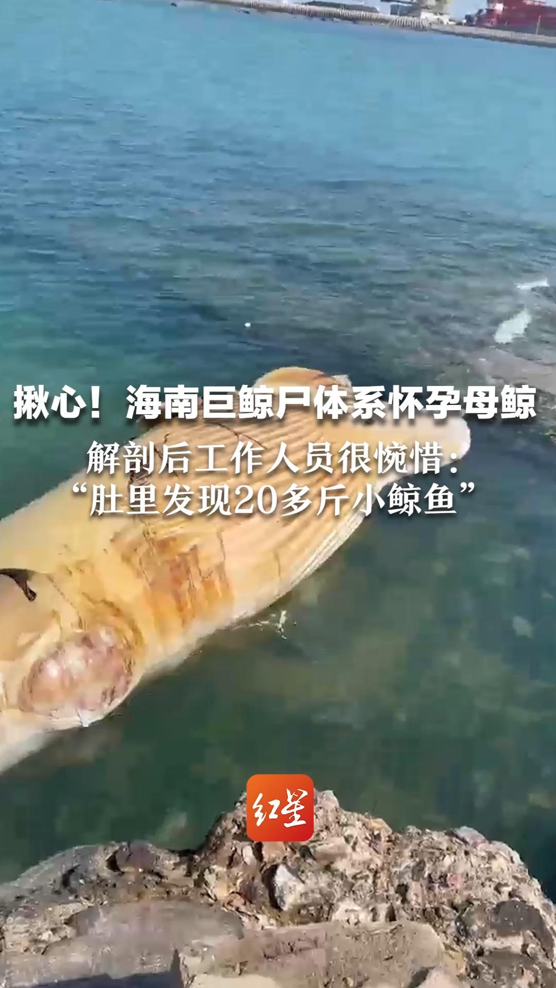 揪心!海南巨鲸尸体系怀孕母鲸 解剖后工作人员很惋惜:“肚里发现了20多斤小鲸鱼”
