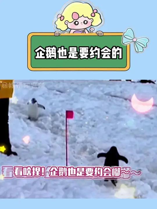 看啥捏!企鹅也是要约会嘟～