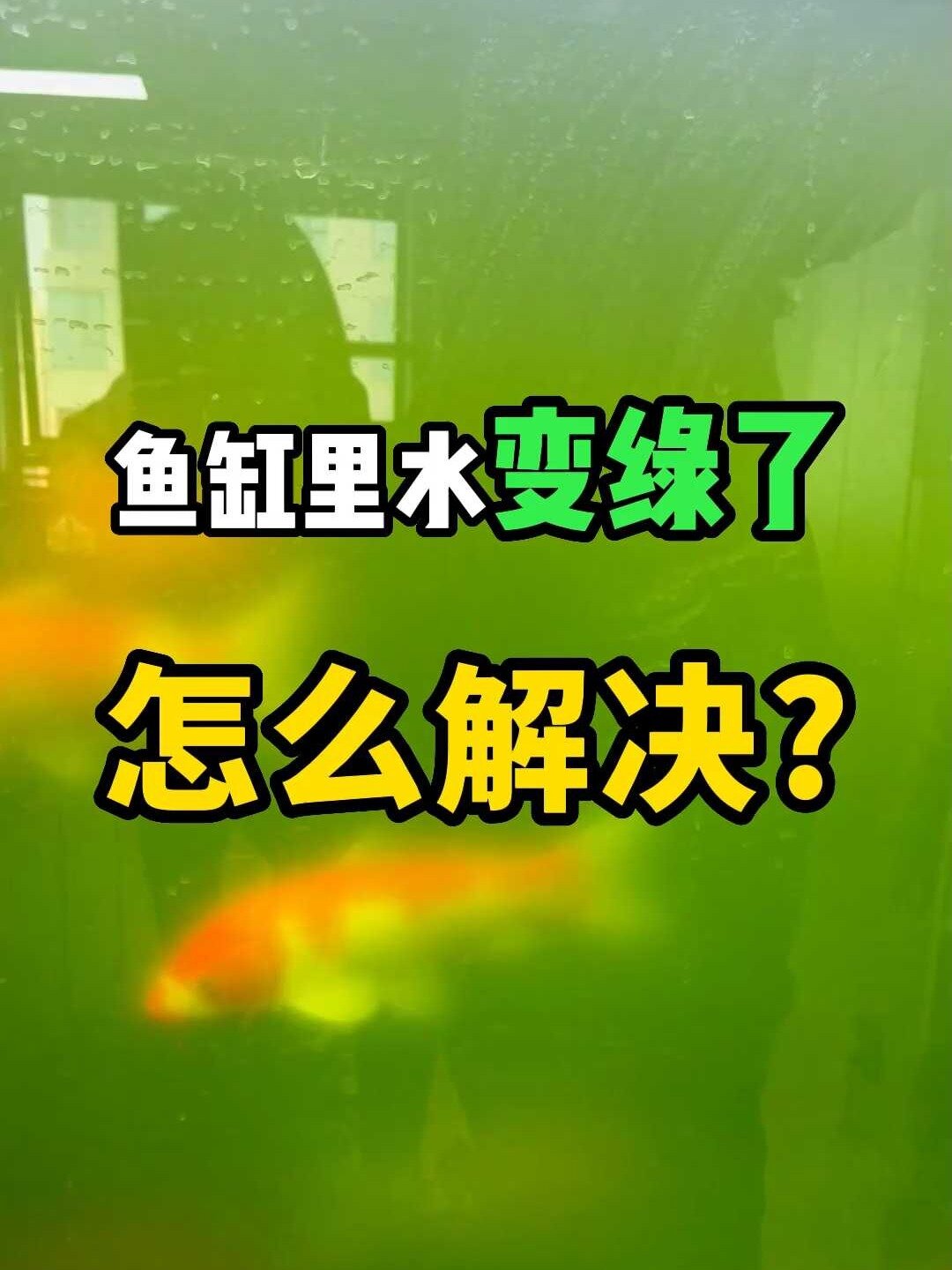 鱼缸里的水变绿了怎么解决?