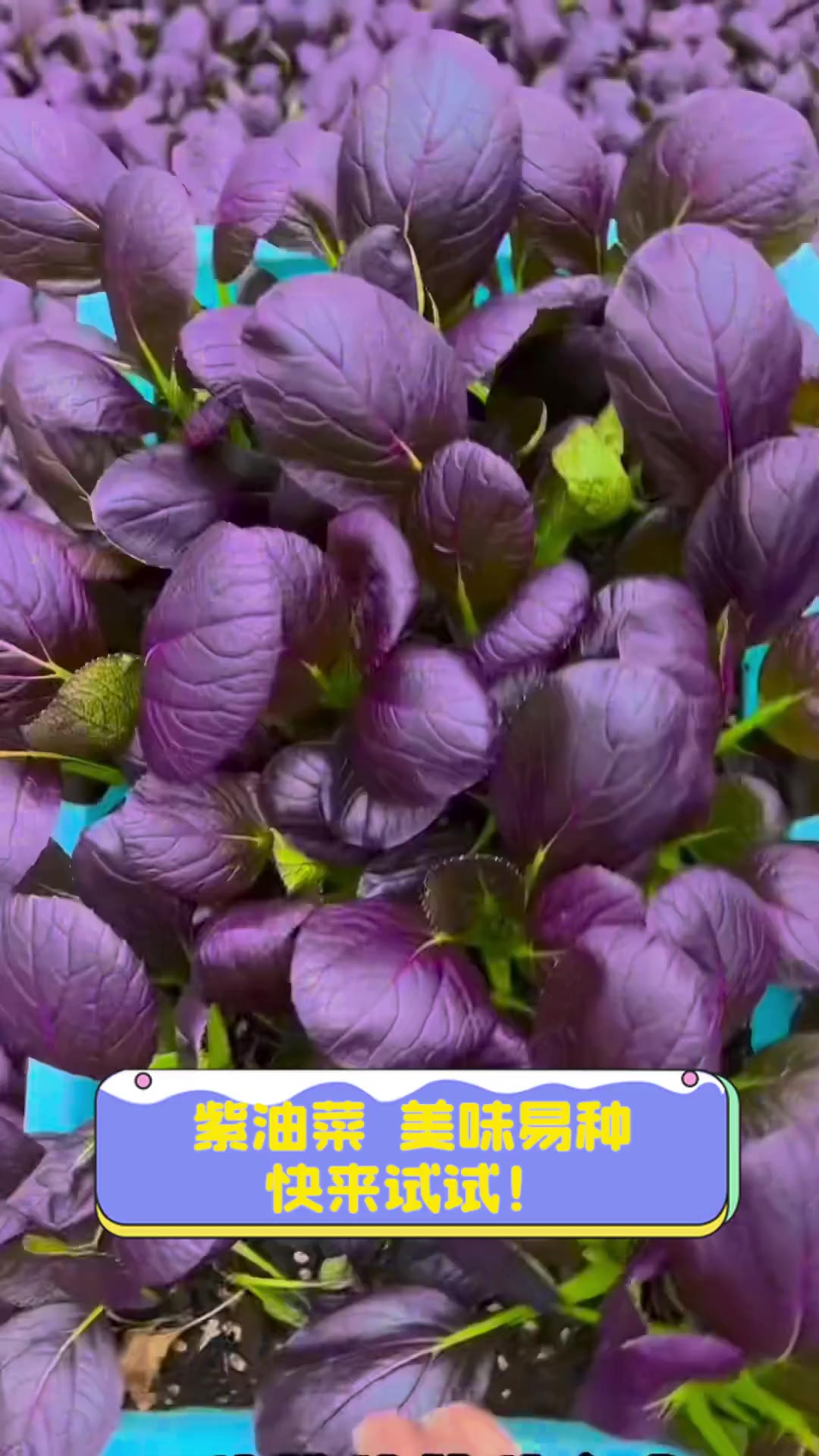 紫油菜,美味易种,快来试试!