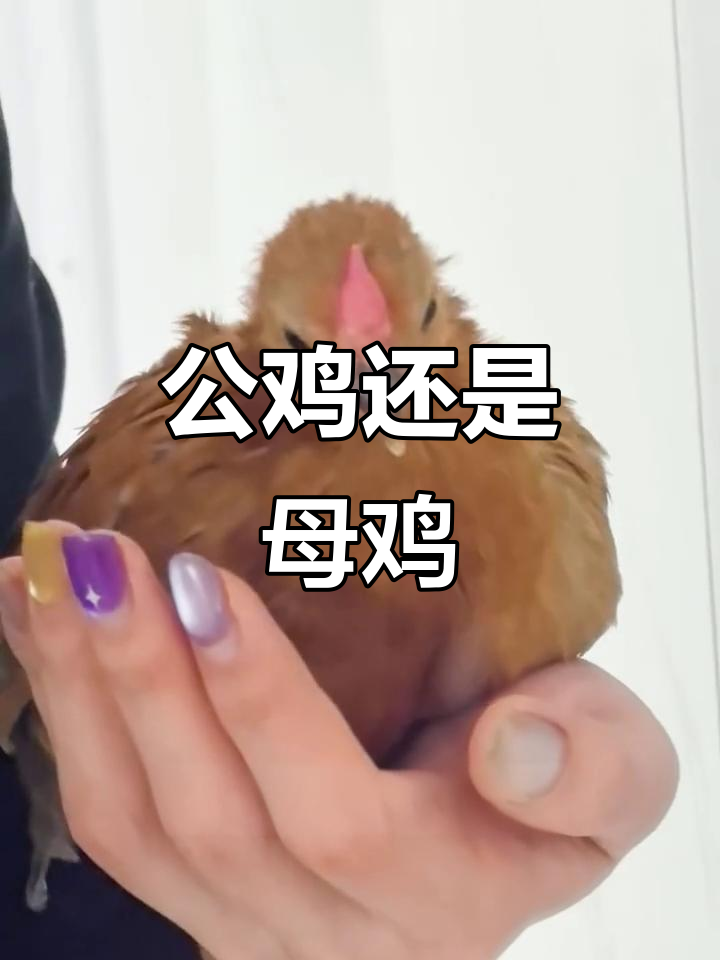 难以分辨,公鸡母鸡傻傻分不清!