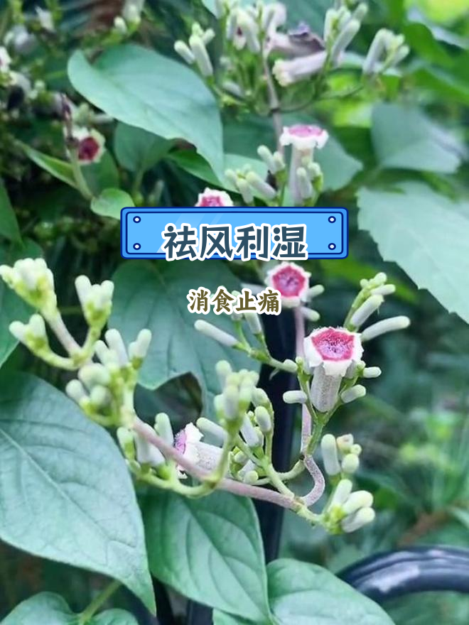 鸡矢藤的药用功效与作用
