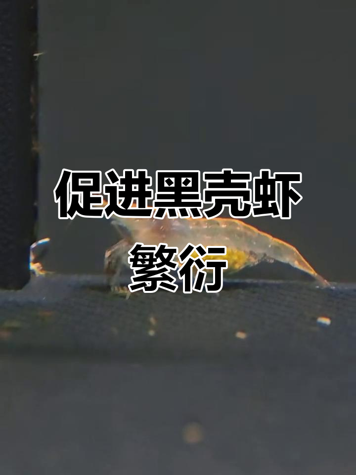 黑壳虾爆蛋秘诀:如何让它们疯狂繁殖?