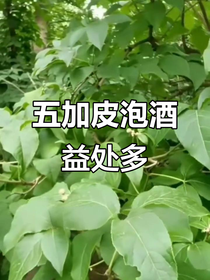 五加皮泡酒,祛风湿、补肝肾的良药