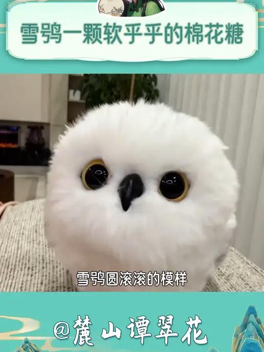 雪鸮弥补了天上没有小猫的遗憾