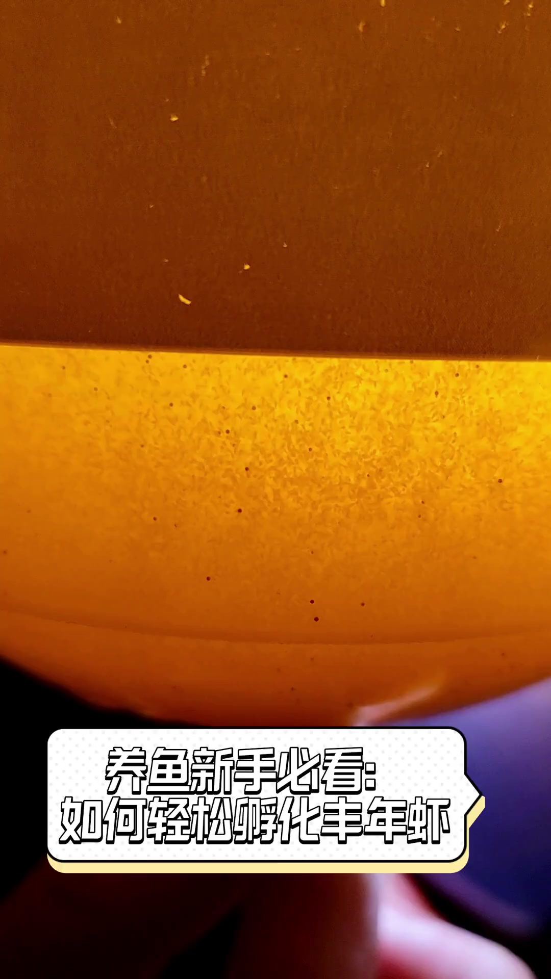 养鱼新手必看:如何轻松孵化丰年虾