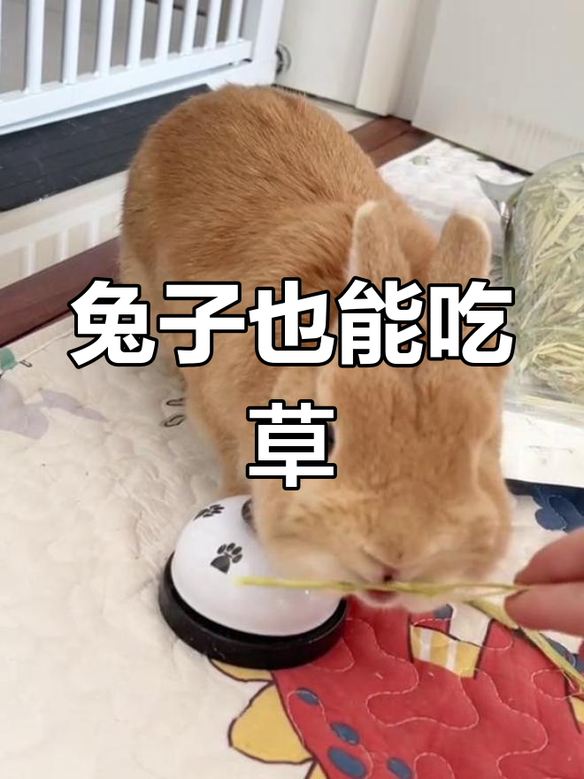 小兔橙橙的下午茶时光,王子居然吃草!