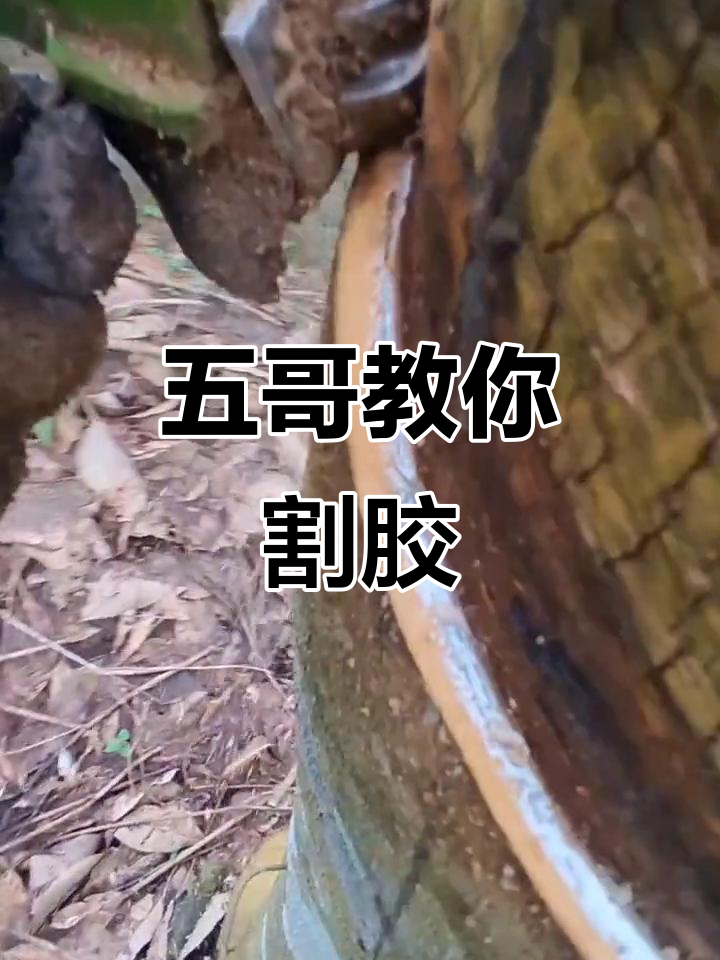 2022年电动割胶刀操作技巧,轻松掌握橡胶收割