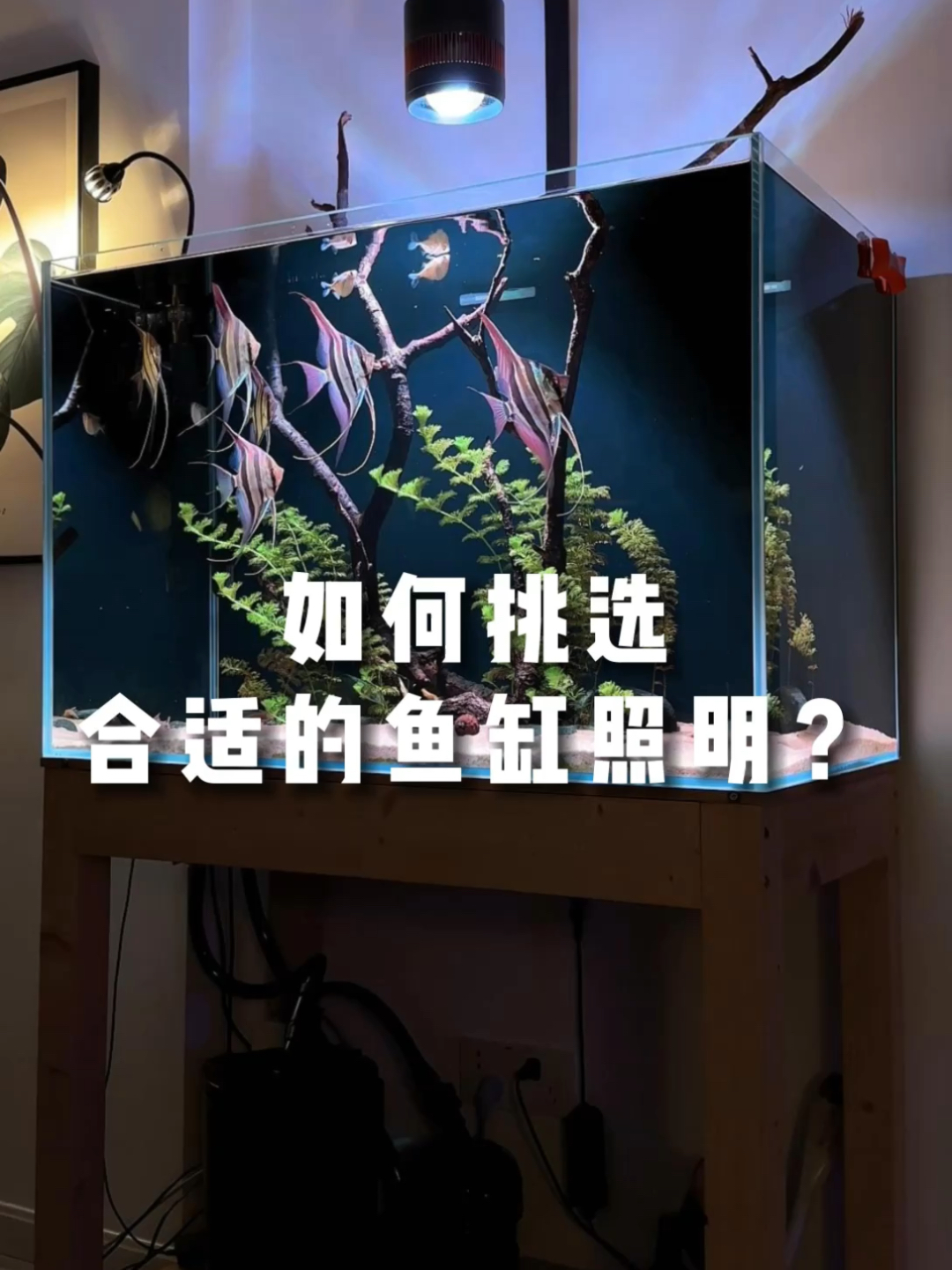 如何挑选合适的鱼缸灯?