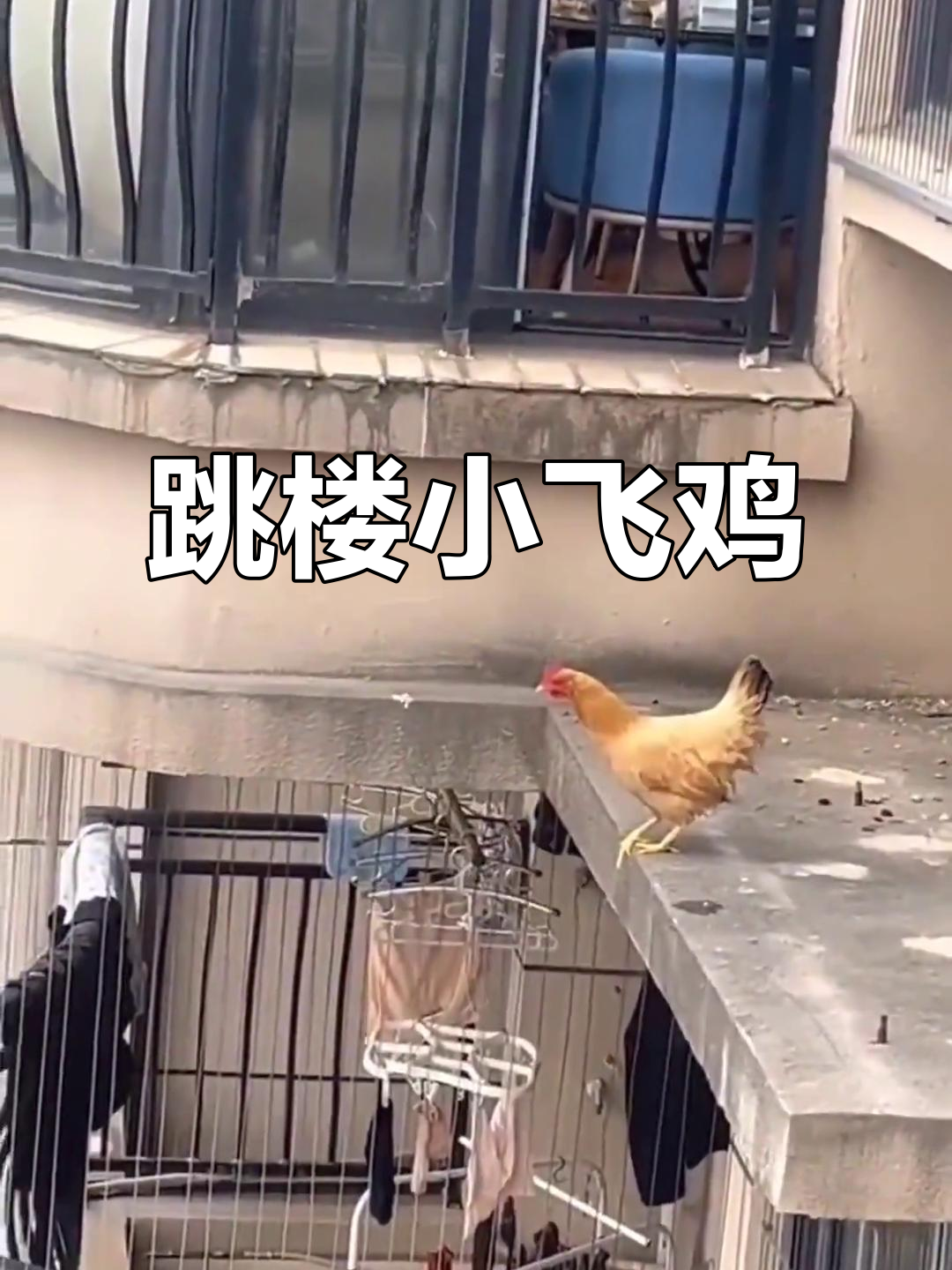 小飞鸡挑战跳楼,结果笑翻了!