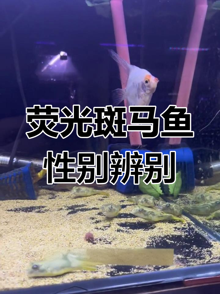 如何分辨荧光斑马鱼的公母