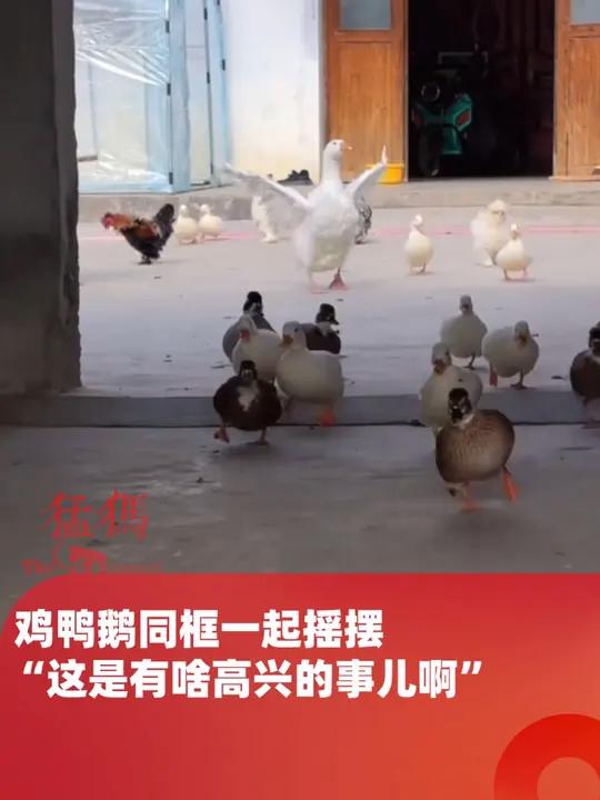 鸡鸭鹅同框一起摇摆,怎么鸡穿着喇叭裤,鹅还穿抹胸裙呢,网友:这是有啥高兴的事儿啊