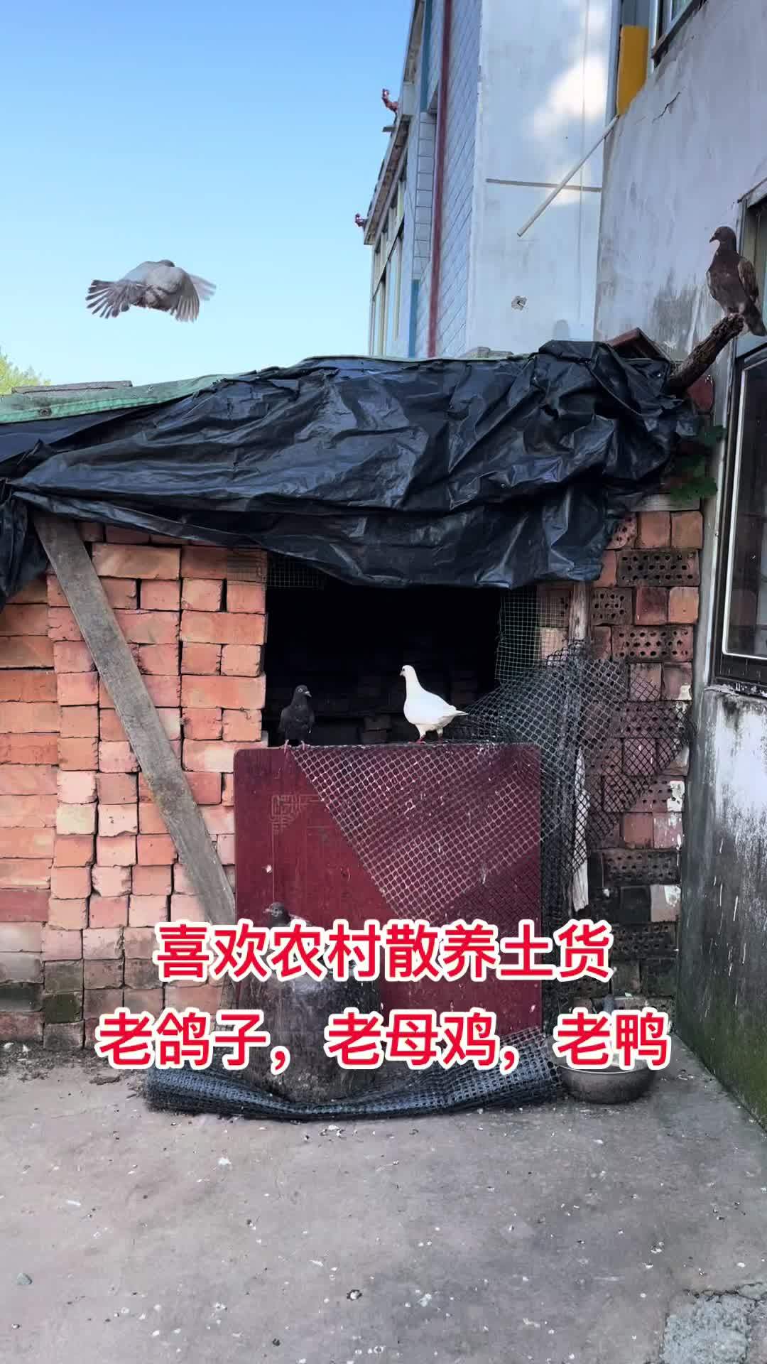 江苏农村散养老鸽子老母鸡老鸭老番鸭12:30开播 散养 土鸡土鸭 老鹅 农村散养土鸡 鸽子