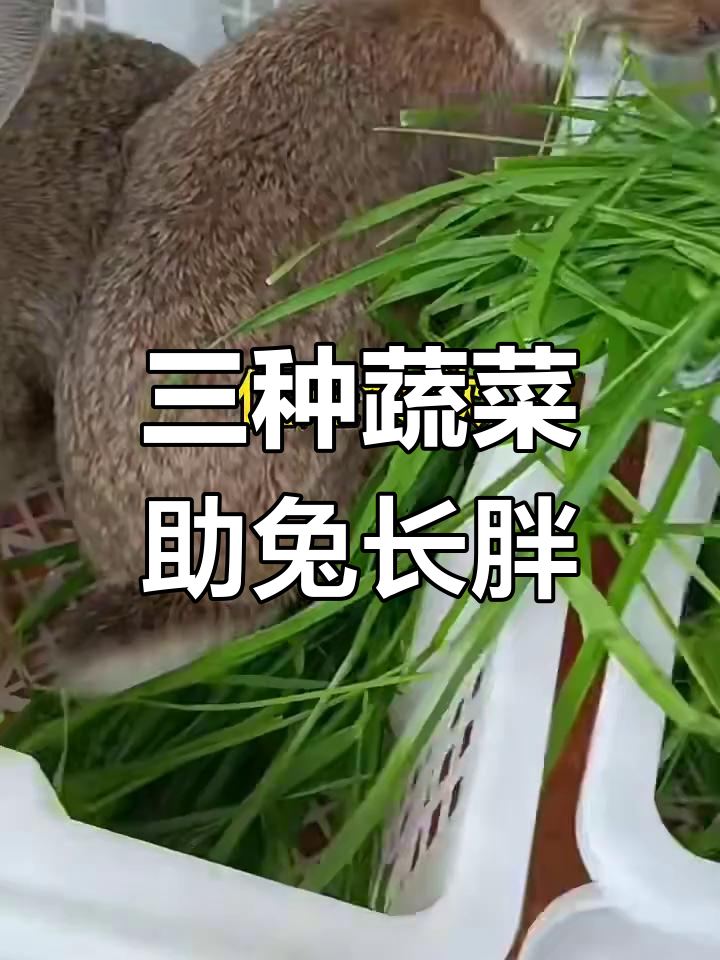 胡萝卜、香菜和韭菜,兔子增肥必备三菜谱