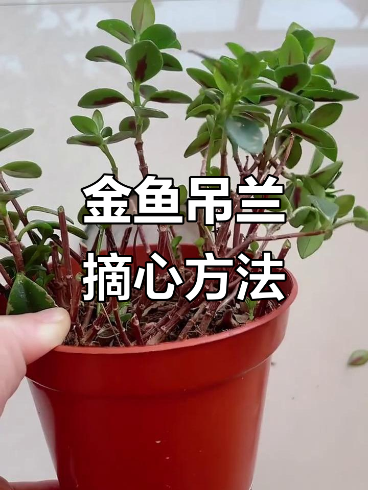 金鱼吊兰摘心技巧,轻松促进侧枝发育