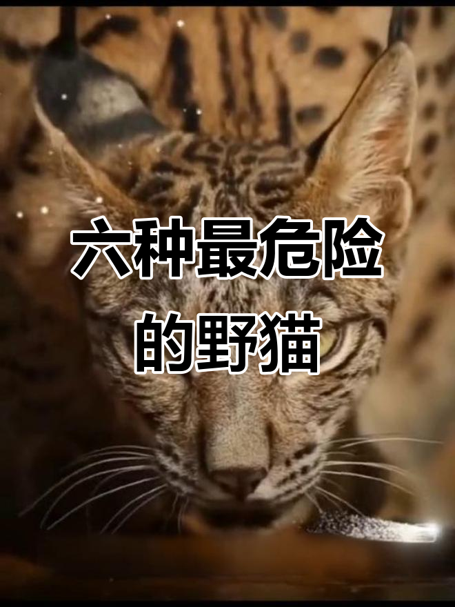 世界上最凶猛的六大野猫,连狼都怕它们