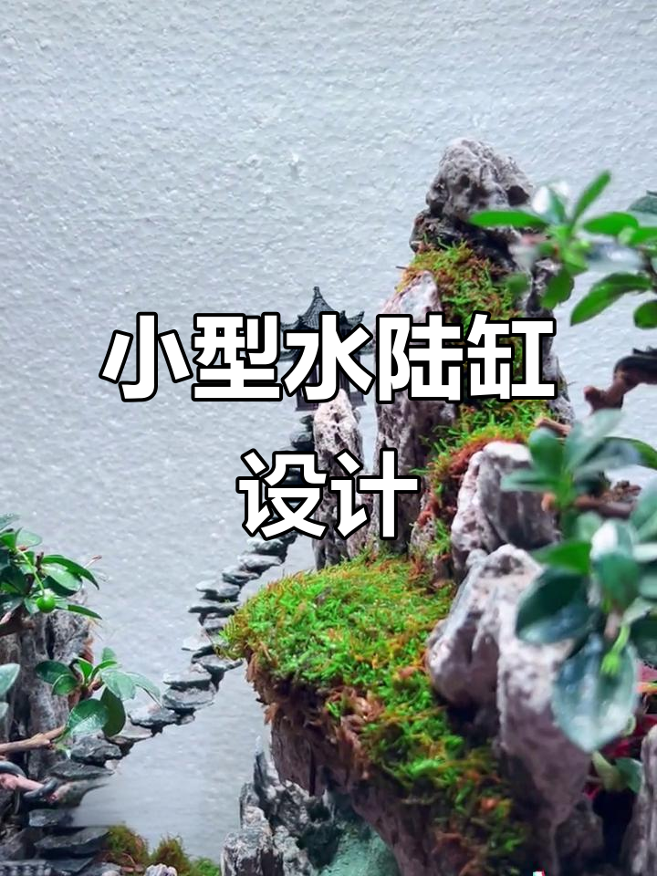 40cm水陆缸造景,打造自然生态景观