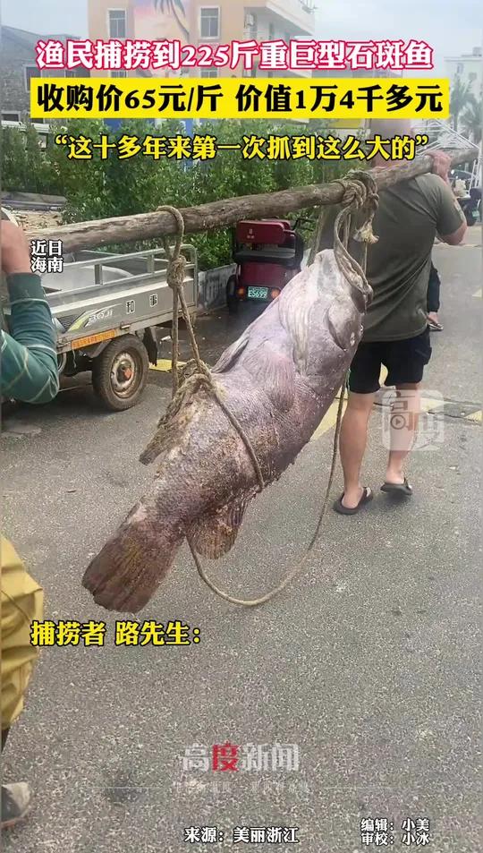 渔民捕捞到225斤重巨型石斑鱼