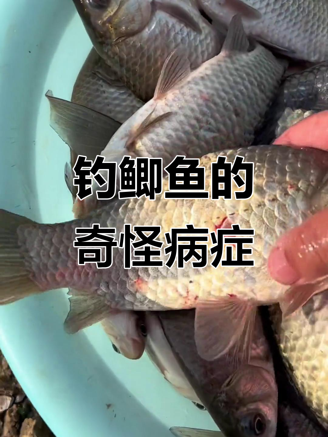 钓鲫鱼遇到这种病,身上有红点,是生病了吗?
