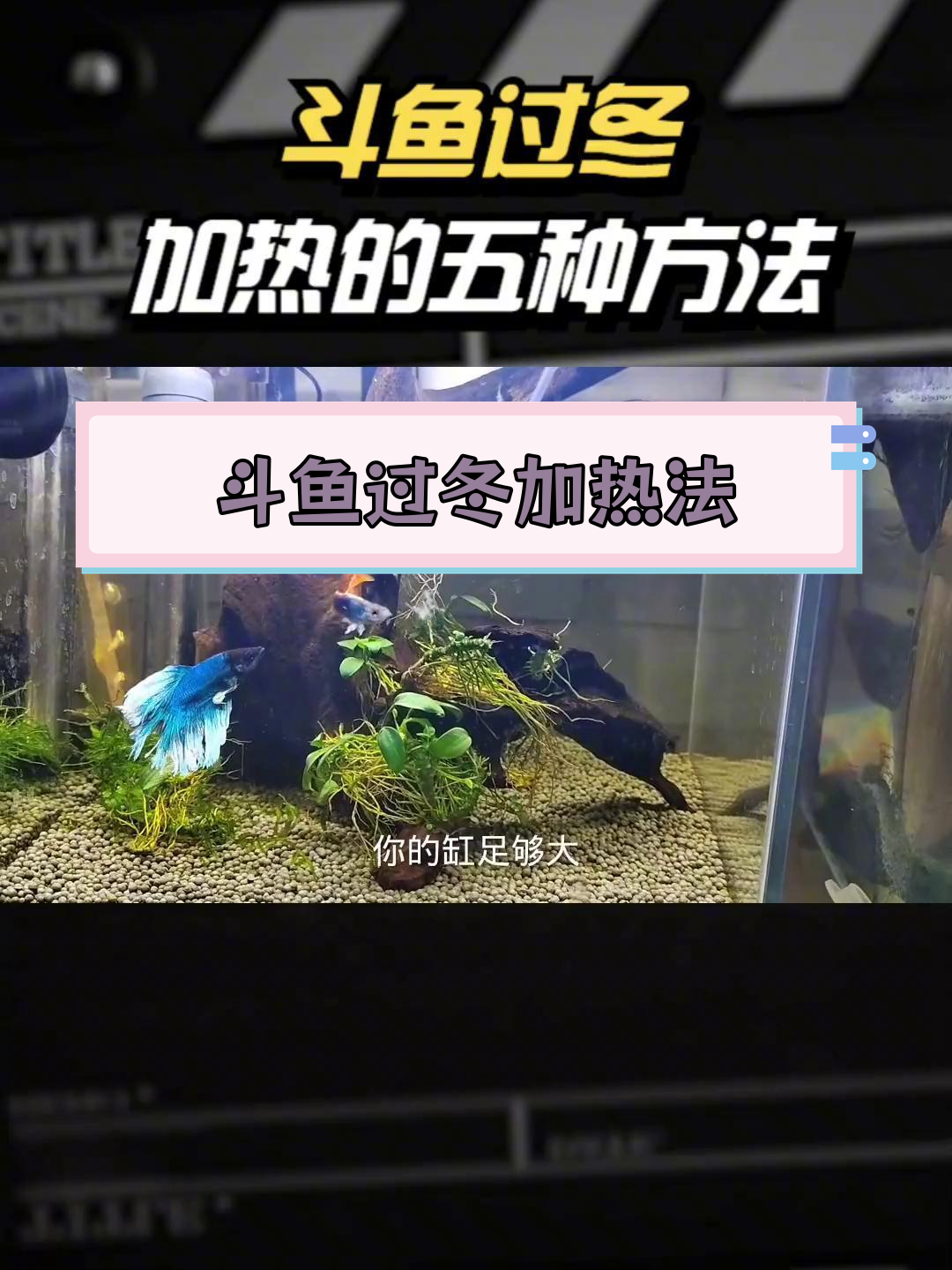斗鱼冬季加温技巧,5种方法助你度过寒冬