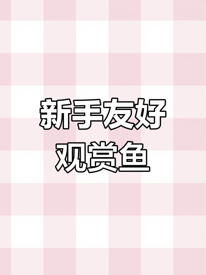 推荐!超适合新手的观赏鱼,价格亲民又容易养